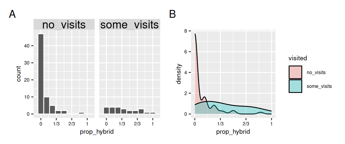 Panel A) Two histograms of hybrid seed proportion (0 to 1) split by pollinator visitation status. The “no visits” group shows many plants near zero hybrid proportion. The “some visits” group shows a broader spread, including more plants with moderate to high hybrid proportions. Panel B) Overlapping density curves for hybrid seed proportion by visitation status. The “no visits” curve peaks sharply near zero, while the “some visits” curve is flatter and extends toward higher hybrid proportions, indicating higher average hybridization when plants were visited.