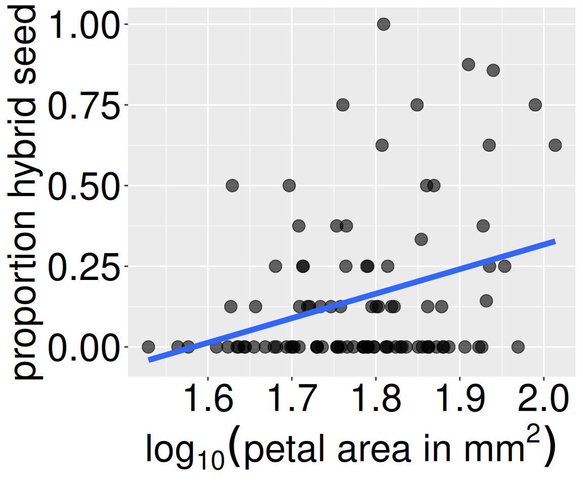 Scatterplot showing the relationship between log₁₀ petal area (mm²) and the proportion of hybrid seeds produced by individual plants. Points represent individual plants and are widely scattered, with many observations near zero hybrid proportion. A blue fitted line slopes upward, indicatiting a positive association between larger petal area and higher hybrid seed proportion.