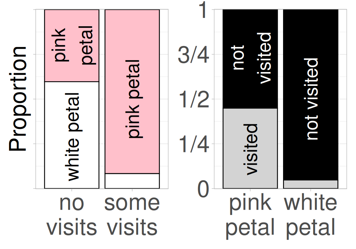 Two bar plots showing the relationship between petal color (pink or white) and pollinator visitation (visited or not visited). The left plot places visit status on the x-axis and shows the proportion of pink and white flowers within each visit category. The right plot reverses this, placing petal color on the x-axis and showing the proportion of flowers that were visited or not. Both plots show that pink flowers are more likely to be visited, but the choice of x-axis can influence how we interpret the relationship, emphasizing the importance of considering — but not assuming — causal direction.