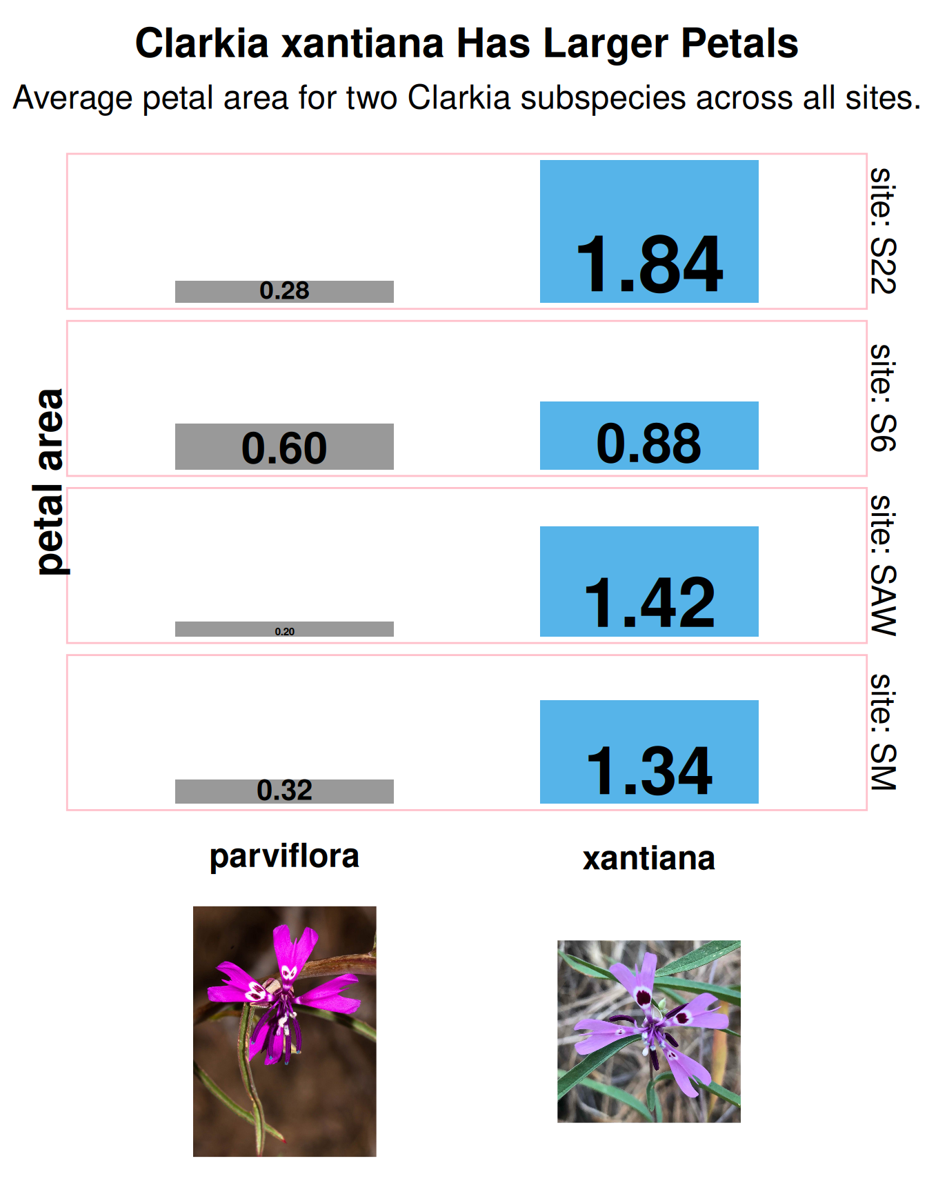 An infographic titled 'Clarkia xantiana Has Larger Petals.' The main chart is split into four horizontal panels, one for each site: S22, S6, SAW, and SM. Each panel contains two horizontal bars comparing 'parviflora' (gray) and 'xantiana' (blue). The blue 'xantiana' bar is consistently longer than the gray 'parviflora' bar in every panel. Each bar is directly labeled with its numerical value. Below the chart are two photographs: a pinkish flower labeled 'parviflora' and a lavender flower labeled 'xantiana'.
