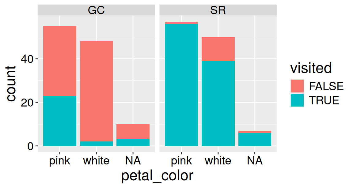 Bar charts faceted by location showing counts of pink and white Clarkia RILs after removing rows with missing pollinator visit data. Bars are filled by whether a pollinator visit occurred, revealing clearer differences between locations and flower colors.
