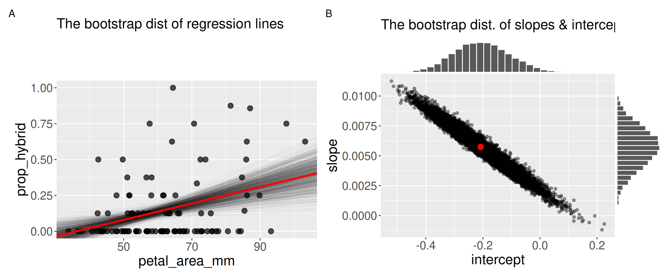 Two-panel figure showing bootstrap uncertainty for a regression of prop_hybrid on petal_area_mm. Panel A is a scatterplot with petal area in millimeters on the x-axis and proportion hybrid seed on the y-axis. Points are widely scattered, with many observations at zero hybrid seed and some observations between about 0.25 and 1.00. A red fitted regression line slopes upward, indicating that plants with larger petals tend to have higher predicted hybrid seed proportion. Many faint gray bootstrap regression lines are drawn behind it, forming a cloud of possible fitted lines around the original fit. Panel B plots the bootstrap estimates of intercepts on the x-axis and slopes on the y-axis. The points form a narrow downward-sloping band: bootstrap samples with higher intercepts tend to have lower slopes, and samples with lower intercepts tend to have higher slopes. Marginal histograms show the bootstrap distributions of intercepts and slopes. A red point marks the intercept and slope estimated from the original data.