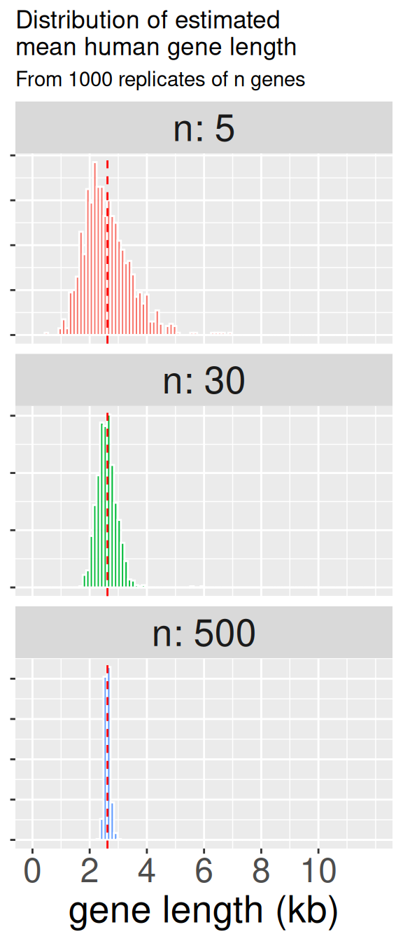A multi-panel plot showing three histograms of estimated mean human gene length, illustrating the effect of sample size. The panels are stacked vertically for sample sizes of n=5, n=30, and n=500. As the sample size increases down the chart, the histogram becomes dramatically narrower, indicating that the estimates of the mean are much less variable and more precise. The top plot (n=5) is wide and red, the middle (n=30) is narrower and green, and the bottom (n=500) is extremely narrow and blue. A vertical dashed red line in each plot marks the mean of the estimates.