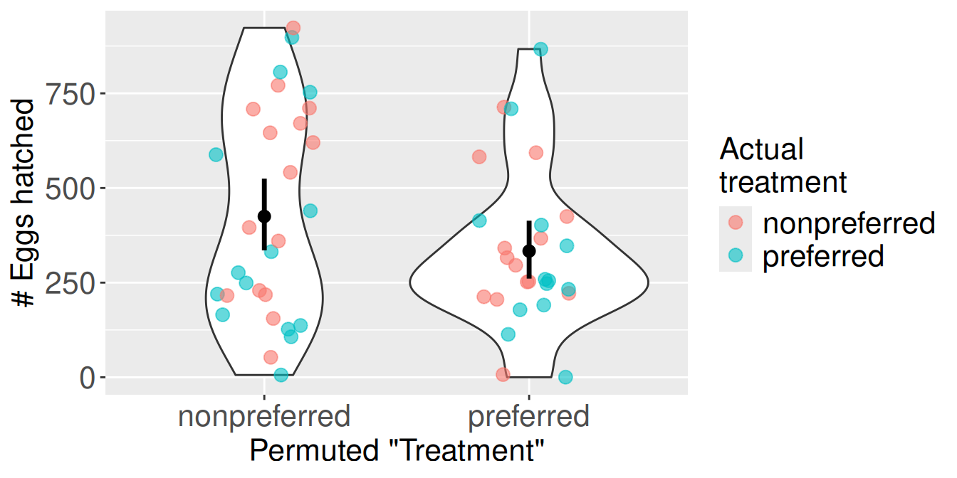 A violin plot showing the result of one data permutation. The x-axis shows two 'Permuted Treatment' groups, 'nonpreferred' and 'preferred'. The y-axis shows the number of hatched eggs. Within each permuted group, jittered data points are colored to show their original treatment: red for 'nonpreferred' and blue for 'preferred'. Both permuted groups on the x-axis contain a mix of red and blue points, demonstrating the shuffle.