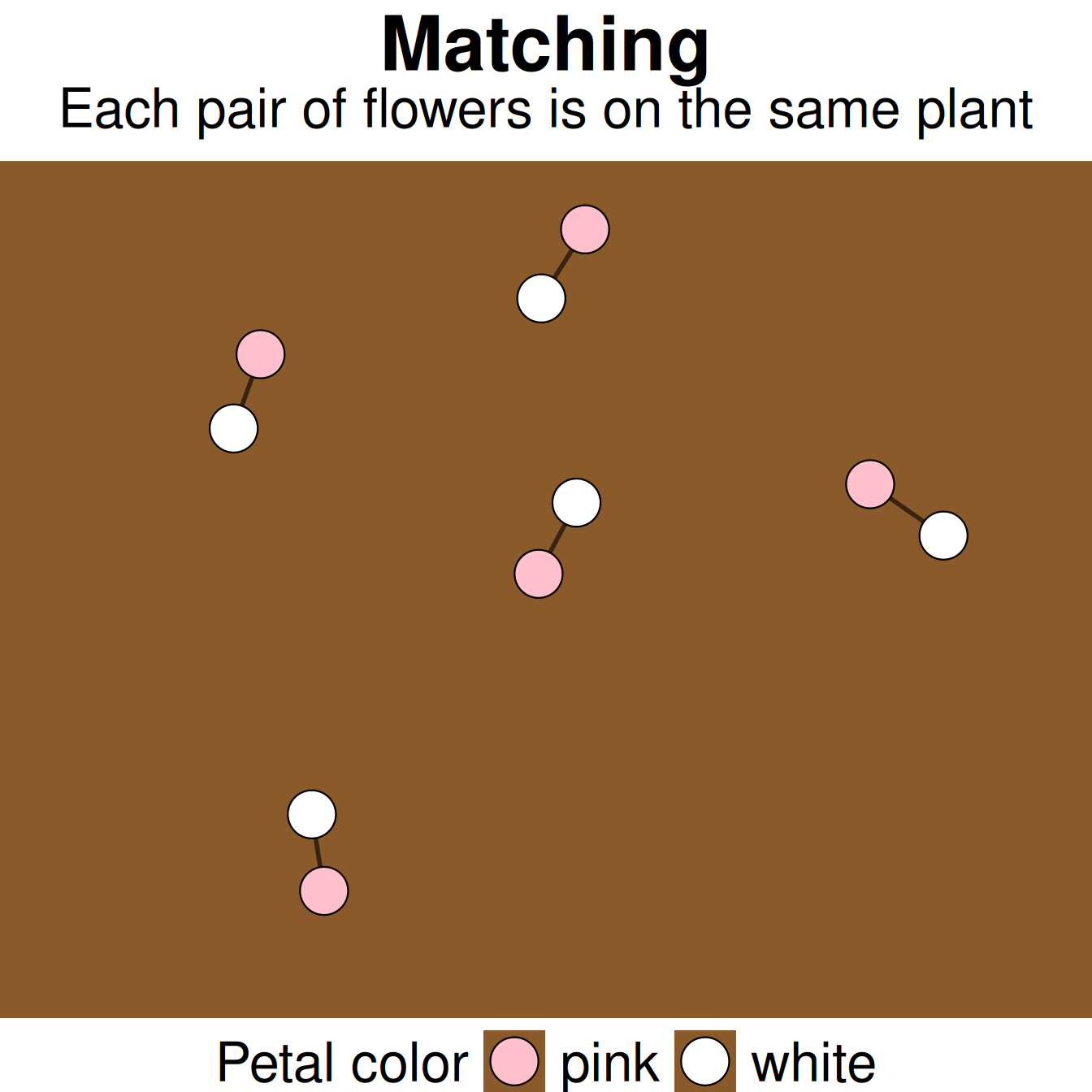 A single brown soil-colored panel representing one field site, showing five pairs of flower-like dots. Within each pair, a pink dot and a white dot sit close together and are joined by a thin line, indicating they belong to the same plant. The five pairs themselves are spread apart from one another across the panel.