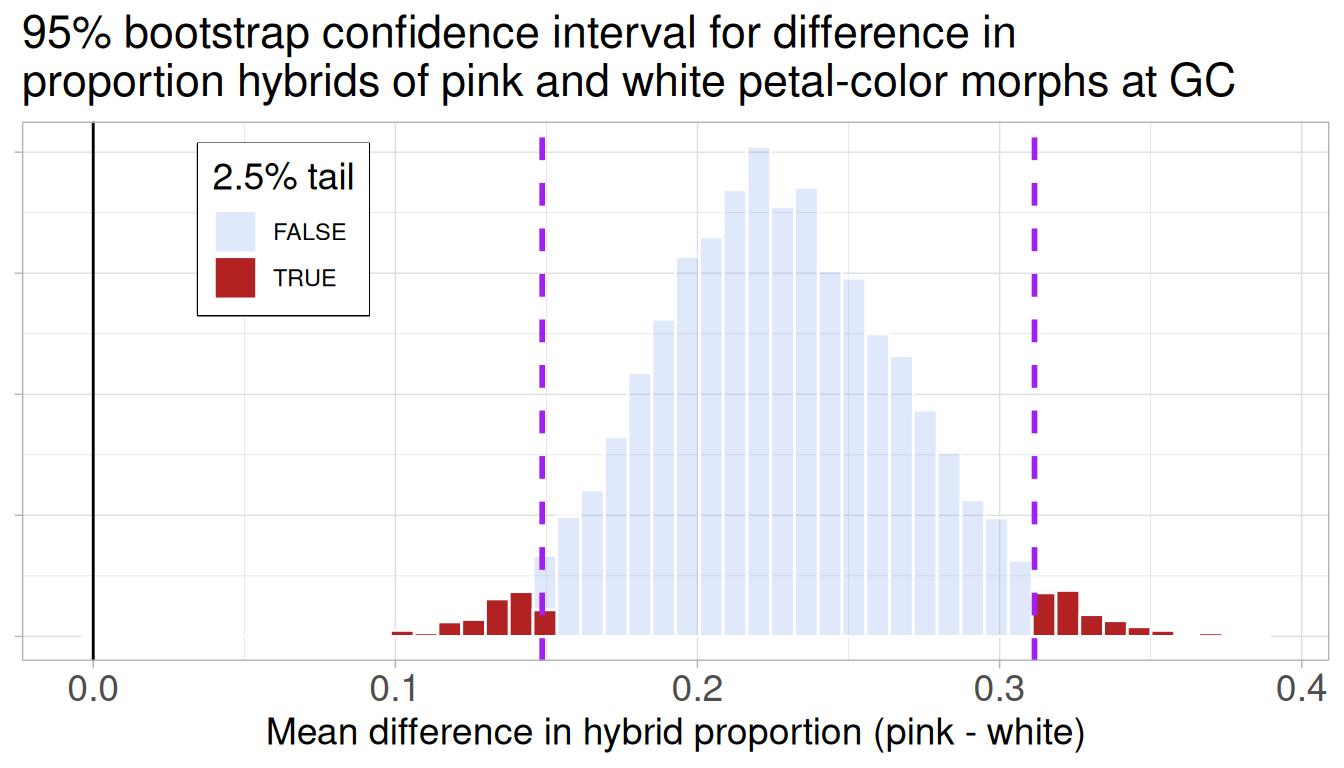 A histogram showing the bootstrap distribution for the mean difference in hybrid proportion (pink - white). A solid black vertical line is drawn at zero on the x-axis. The entire distribution is to the right of this line. The central 95% of the histogram bars are light blue, while the bars in the outer 2.5% tails are dark red. Two dashed purple lines mark the confidence interval, which does not cross the zero line.