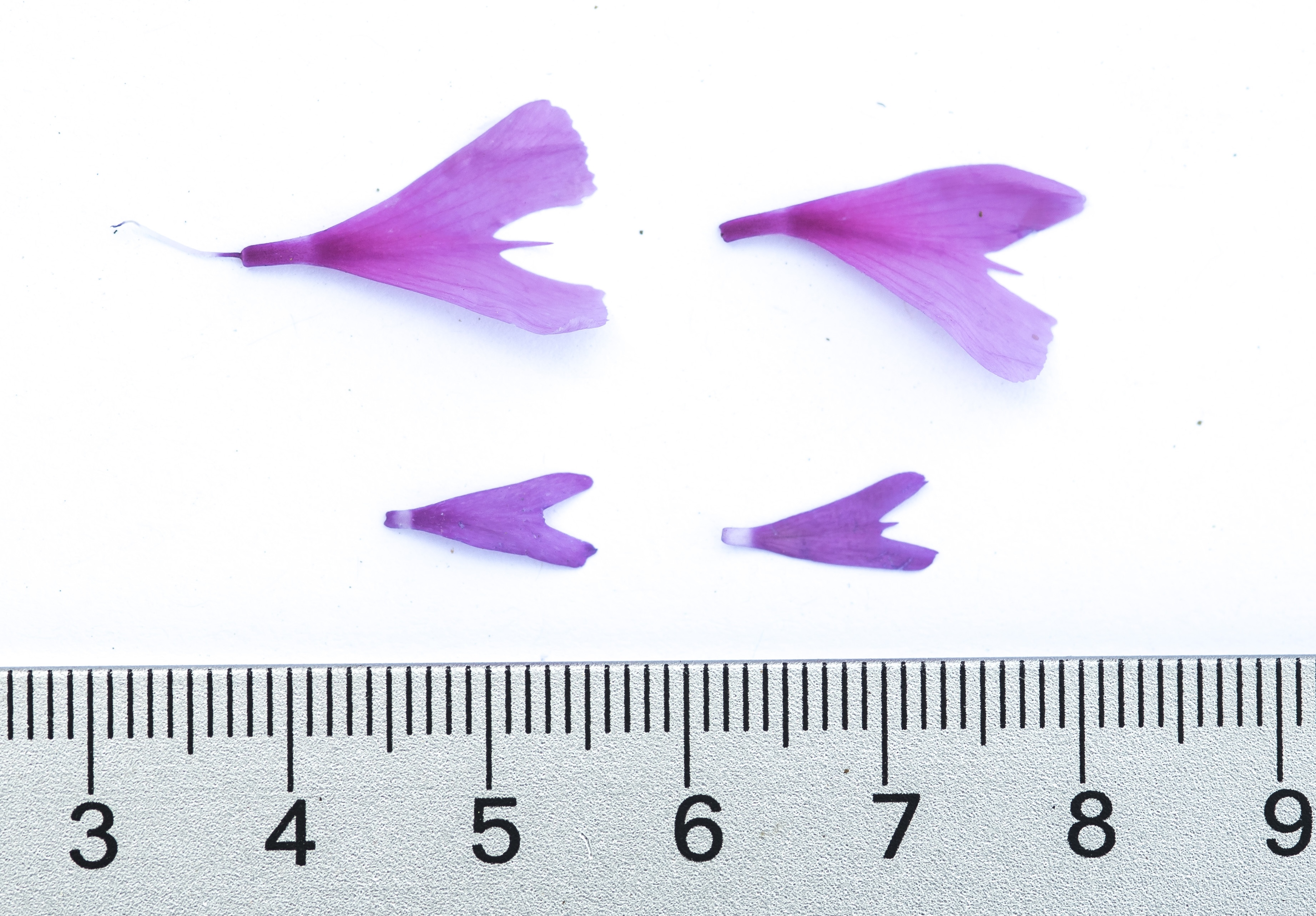 Two photos of Clarkia xantiana flowers above two photos of Clarkia parviflora flowers, illustrating the visible differences between the species.