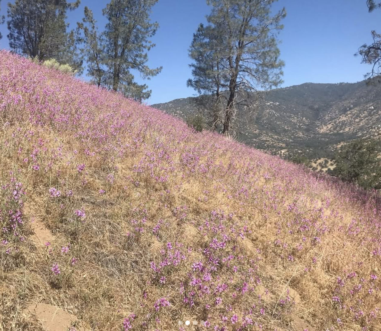 A bunch of *Clarkia xantiana* flowers.