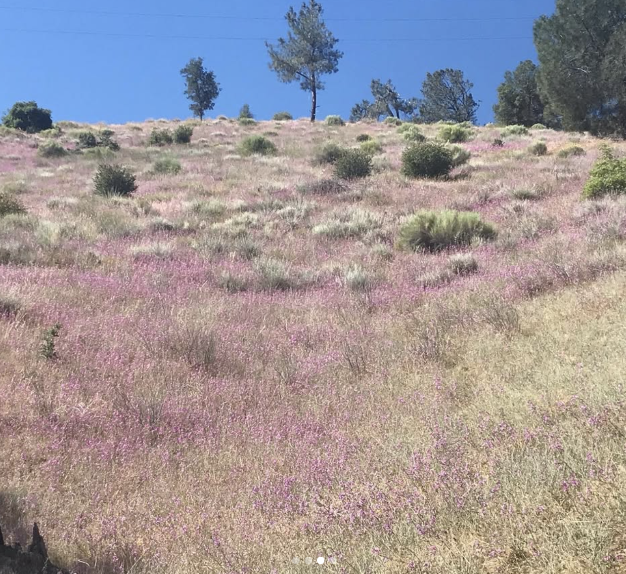 A wide shot of a sunny, grassy hillside sloping upwards. The hill is covered in a dense carpet of small pink wildflowers mixed with patches of tan, dry grass and larger green shrubs. A few tall, sparse trees are visible at the crest of the hill against a clear blue sky.