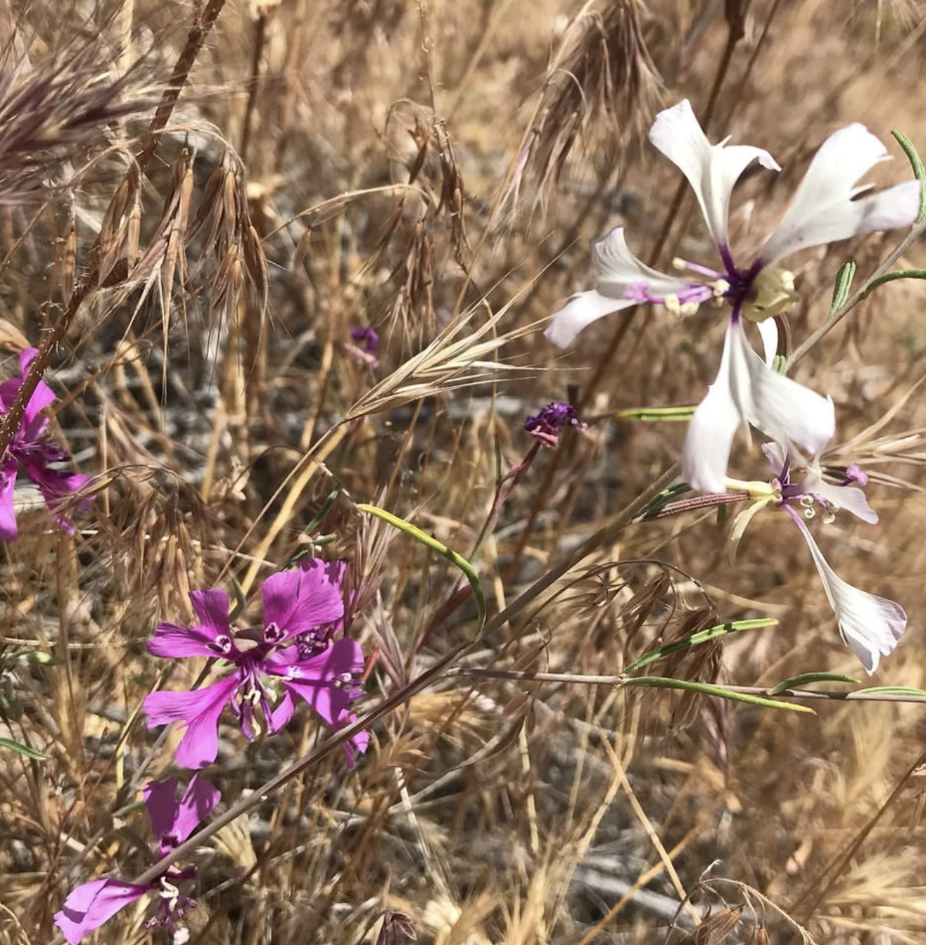 A picture of one white and one pink parviflora flower.