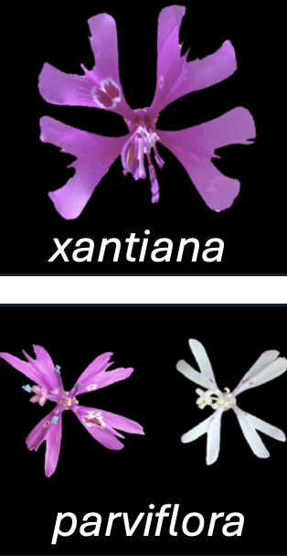 The bottom picture, is a close-up image of a parviflora flower petal with a ruler measuring its length. The image illustrates two types of variables: petal color (categorical) and petal length (continuous numeric). The petal color is a soft pink, and the petal is laid next to a ruler to allow for precise measurement. The top three pictures  show a *Clarkia xantiana* flower with four, five, or six petals.