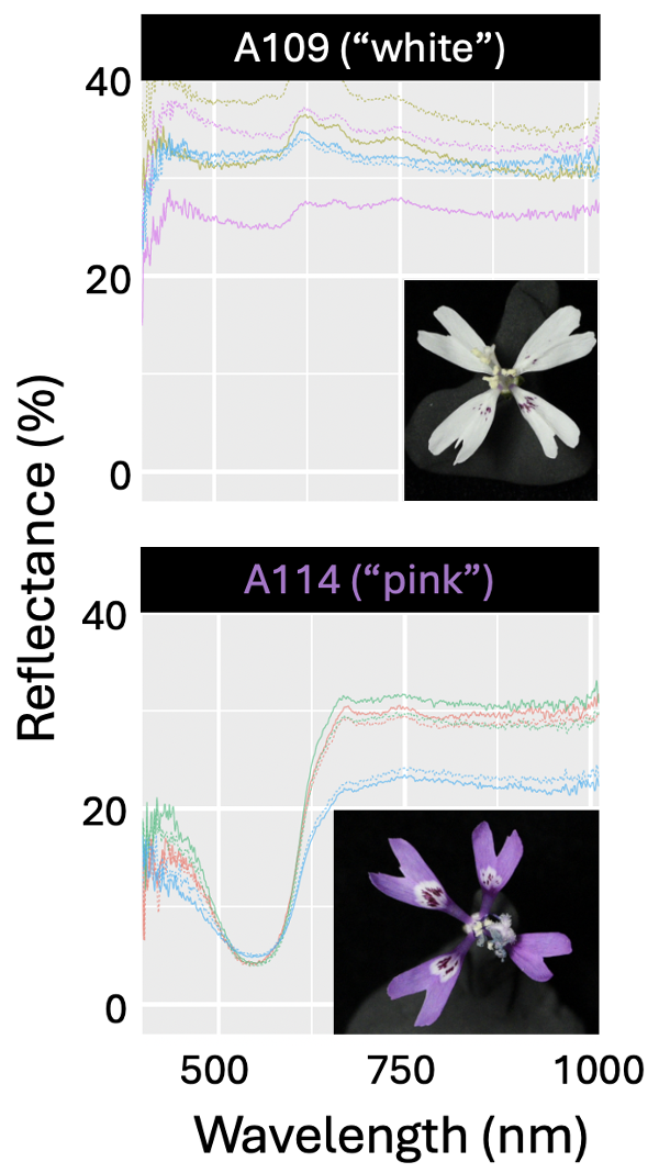 Two vertically stacked panels show reflectance spectra for two Clarkia xantiana Recombinant Inbred Lines (RILs) differing in petal color.  --- The top panel is labeled 'A109 ("white")' with white text on a black background. Several reflectance curves (percent reflectance vs. wavelength, 400–1000 nm) are plotted, generally showing higher reflectance across all wavelengths. An inset photo shows a flower with white petals and small purple markings --- The bottom panel is labeled 'A114 ("pink")' with pink text on a black background. Reflectance curves are shown, with lower reflectance overall and a pronounced dip around 550 nm, corresponding to stronger absorption in the green wavelengths. An inset photo shows a flower with bright pink petals and purple spots. Axes are labeled 'Reflectance (%)' (y-axis) and 'Wavelength (nm)' (x-axis), common across both panels.