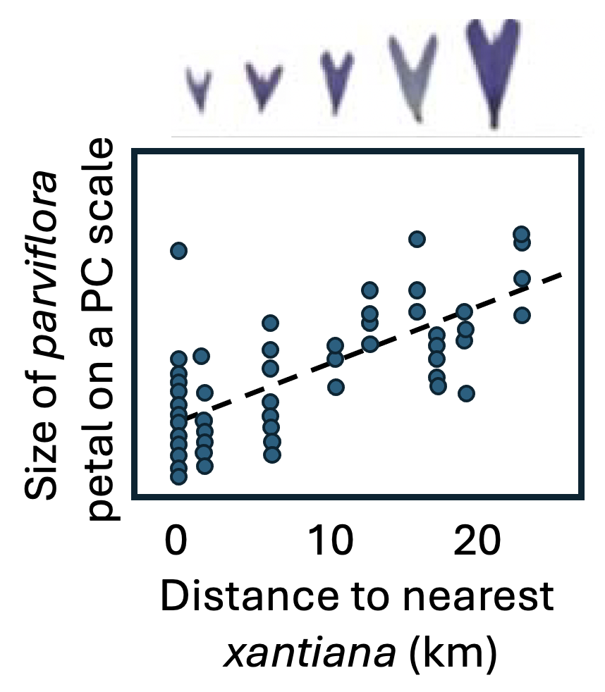 A scatter plot showing the relationship between the size of *Clarkia xantiana subspecies parviflora* petals (on a principal component scale) and the distance to the nearest *Clarkia xantiana subspecies xantiana* population (in kilometers). Each point represents a population, with a trend of increasing petal size as distance from *xantiana* increases. A dashed regression line indicates a positive correlation. Above the plot, a series of petal illustrations visually depict the trend, with petals increasing in size as distance increases.
