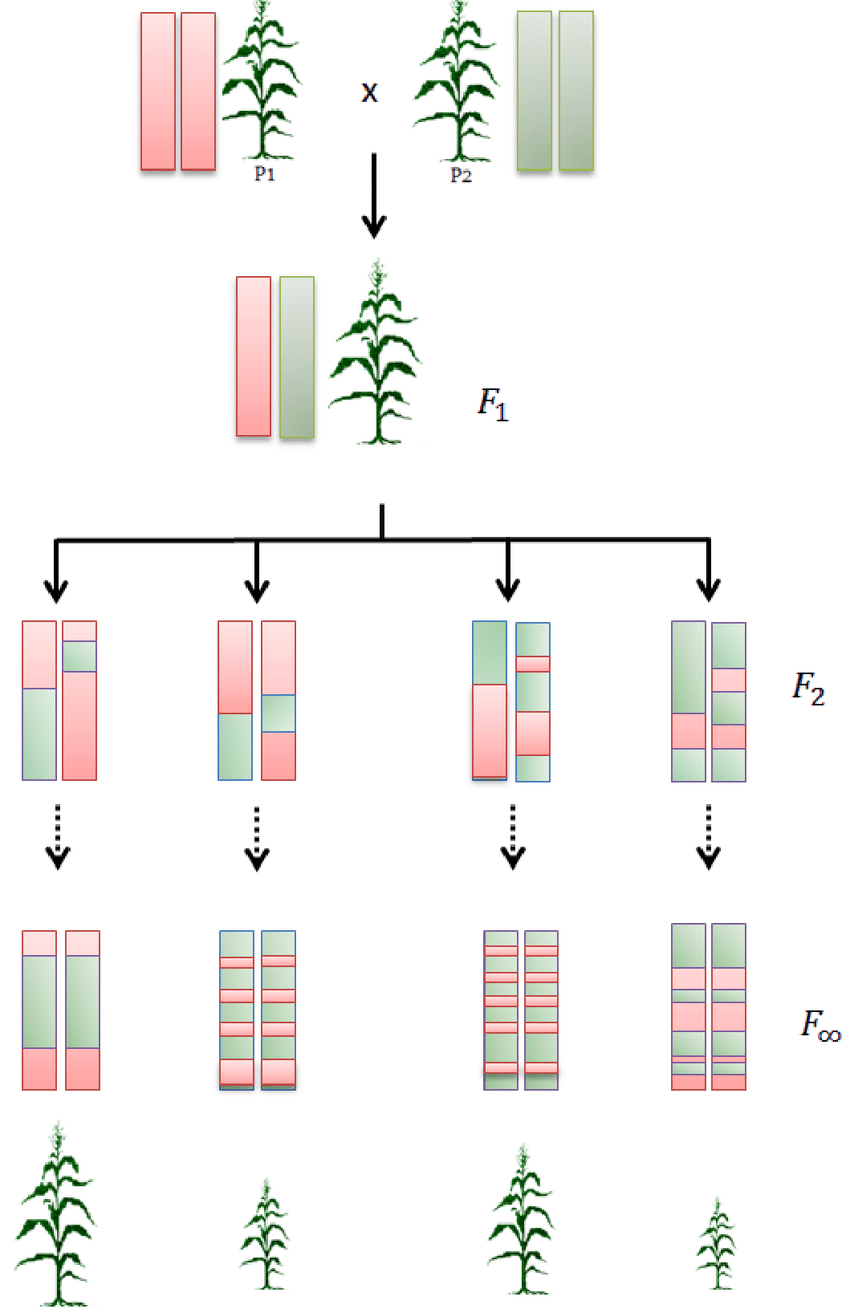Diagram illustrating the process of creating Recombinant Inbred Lines (RILs). The initial parental chromosomes are shown in green and red. Through multiple generations of self-fertilization, each RIL becomes a mosaic of ancestry blocks inherited from the two original parents, with segments of green and red recombined across the genome.