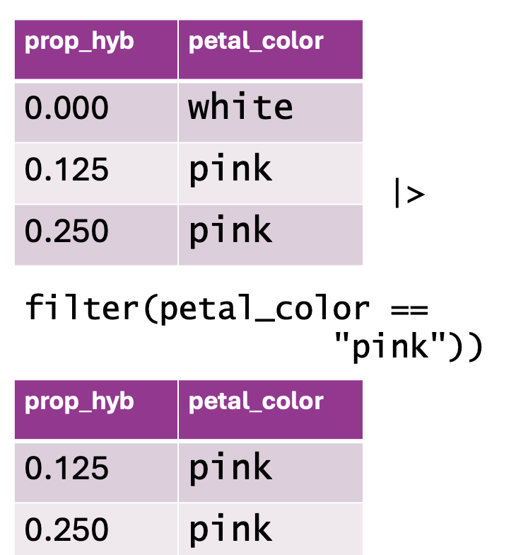 A visual representation of filtering data using `filter()` in `dplyr`. The top table contains two columns: `prop_hyb` and `petal_color`, listing hybrid proportions alongside flower color ("white" and "pink"). Below, an R code snippet applies `filter(petal_color == "pink")`, removing rows where `petal_color` is not "pink." The bottom table displays the filtered dataset, which includes only rows with pink flowers, while the white flower row has been excluded.