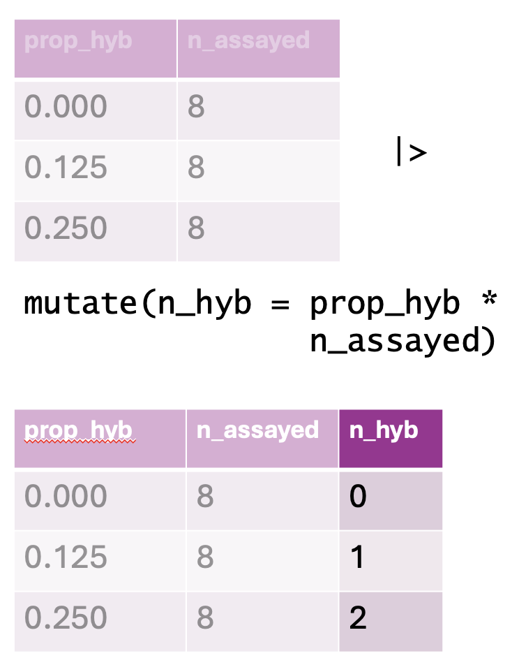 A visual representation of a data transformation using `mutate()` in `dplyr`. The top table contains two columns: `prop_hyb` (proportion of hybrids) and `n_assayed` (number of individuals assayed), with values showing different proportions and a constant sample size of 8. Below, an R code snippet applies `mutate(n_hyb = prop_hyb * n_assayed)`, generating a new column, `n_hyb`, which contains the computed number of hybrids (0, 1, and 2, respectively). The updated dataset is displayed in a bottom table with the new `n_hyb` column highlighted in a darker shade.
