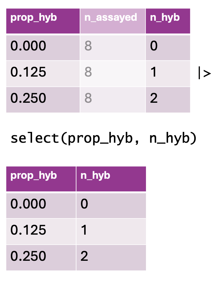 A visual representation of using `select()` in `dplyr`. The top table contains three columns: `prop_hyb`, `n_assayed`, and `n_hyb`, showing values of hybrid proportions, sample sizes, and computed hybrid counts. Below, an R code snippet applies `select(prop_hyb, n_hyb)`, removing `n_assayed` and keeping only the first and last columns. The resulting table, displayed at the bottom, reflects the updated dataset with only `prop_hyb` and `n_hyb` remaining, shown with consistent formatting.