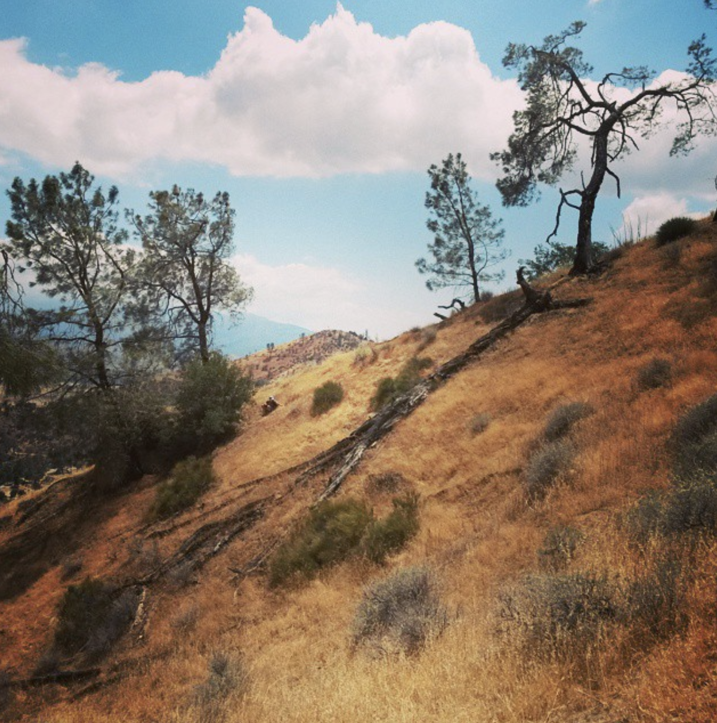 A nice picture of Clarkia's home.