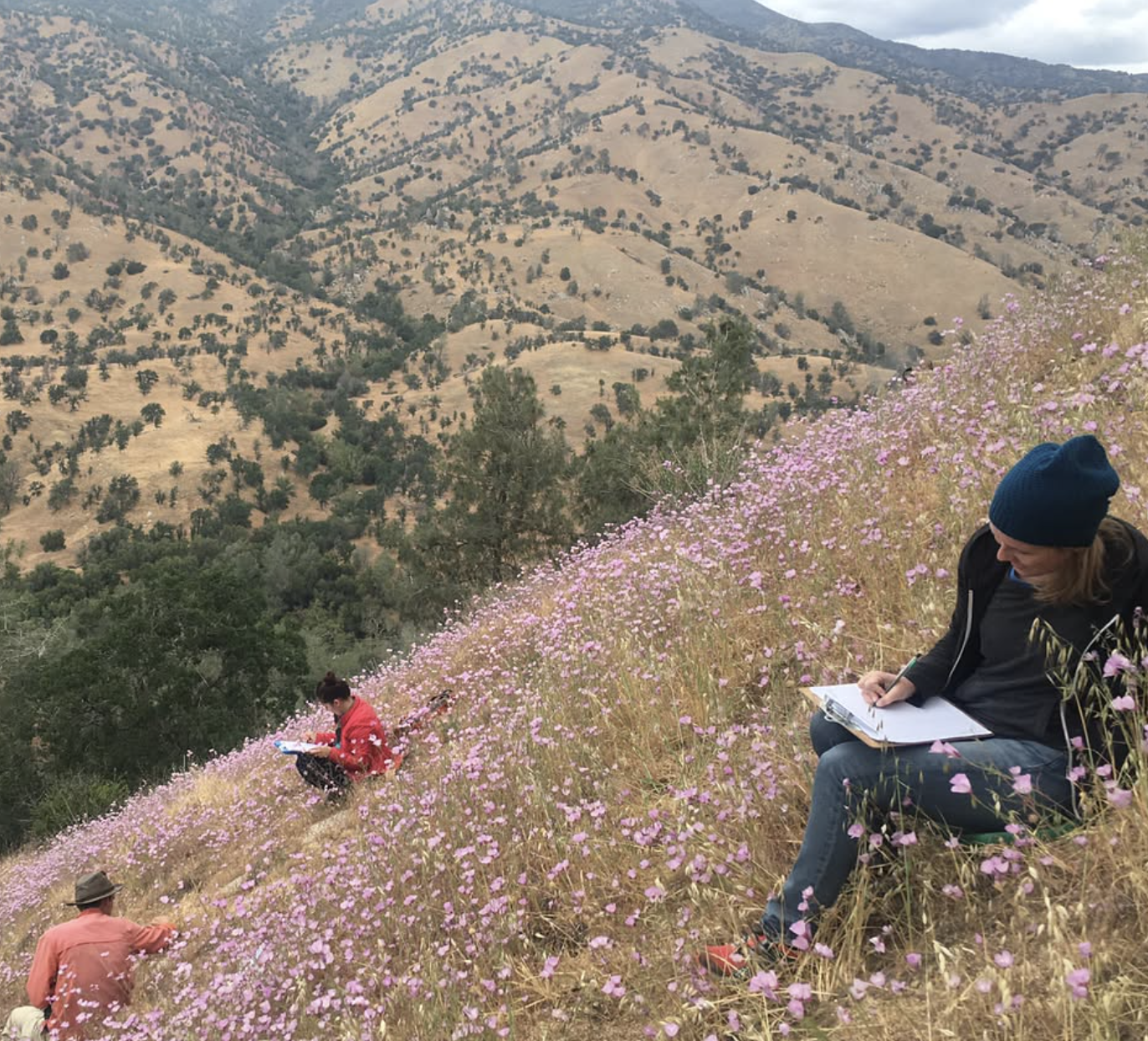 Researchers conducting fieldwork on a steep hillside covered in blooming *Clarkia xantiana* flowers. One researcher in the foreground, wearing a blue beanie and dark clothing, is seated among the flowers, writing on a clipboard. Another researcher in a red jacket is also recording data, while a third person in a hat is partially visible. The background features rolling, dry, shrub-covered hills under an overcast sky.