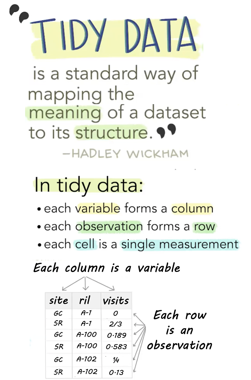 Illustration of tidy data principles. The image features a quote from Hadley Wickham: 'Tidy data is a standard way of mapping the meaning of a dataset to its structure.' The text explains that in tidy data, each variable forms a column, each observation forms a row, and each cell is a single measurement. A small table is included as an example, where column headers ('site,' 'ril,' 'visits') represent variables, and each row represents an observation. Emphasized text and highlighting visually reinforce key concepts.