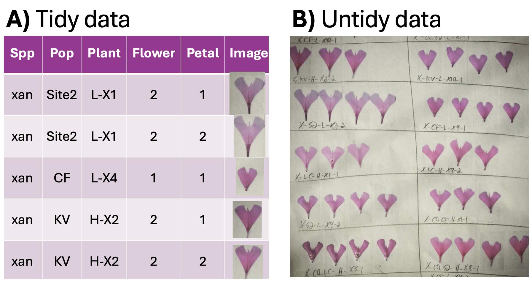 A. A table with images of Clarkia petals. Each row is a petal. Columns are: Spp; Pop; Plant; Flower; Petal; Image.