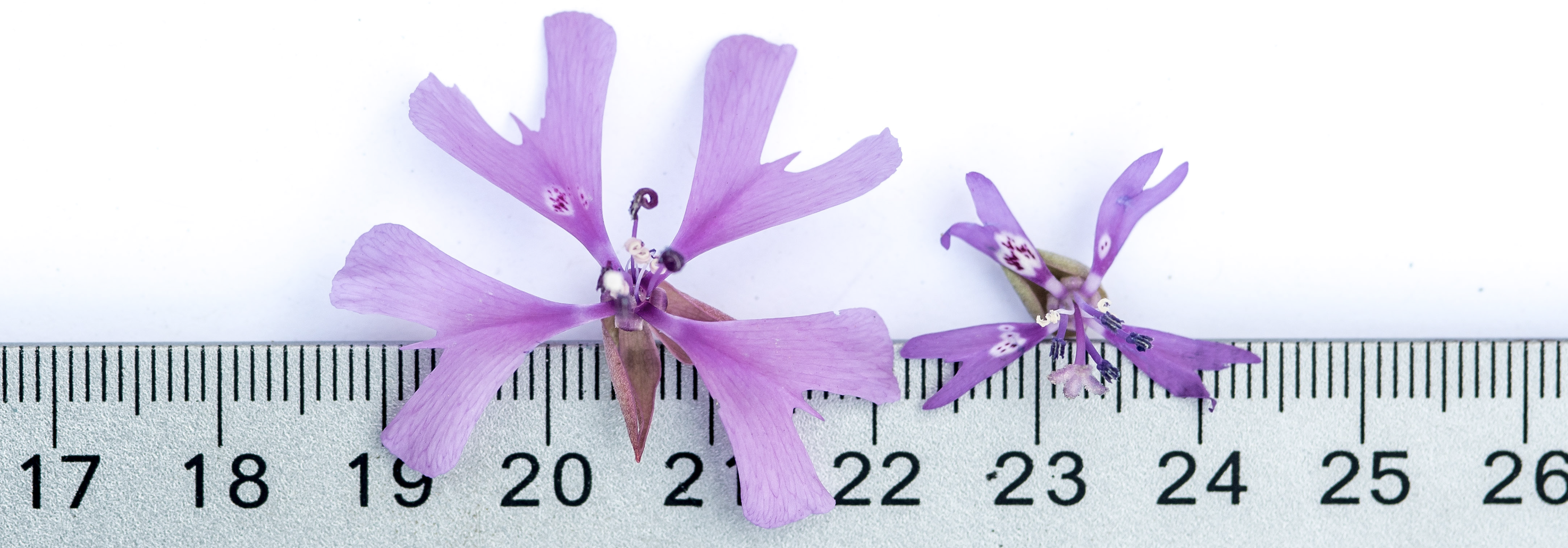 A photograph of two *Clarkia xantiana* flowers placed on a ruler for scale. The flower on the left is significantly larger, with broader petals and a more robust structure, while the flower on the right is much smaller, with narrower petals. Both flowers have a similar pinkish-purple coloration with dark markings near the center. The ruler beneath them provides a size reference, with the larger flower spanning approximately 20 to 23 cm and the smaller flower measuring around 23 to 25 cm. The image illustrates the variation in floral size within *Clarkia xantiana*.