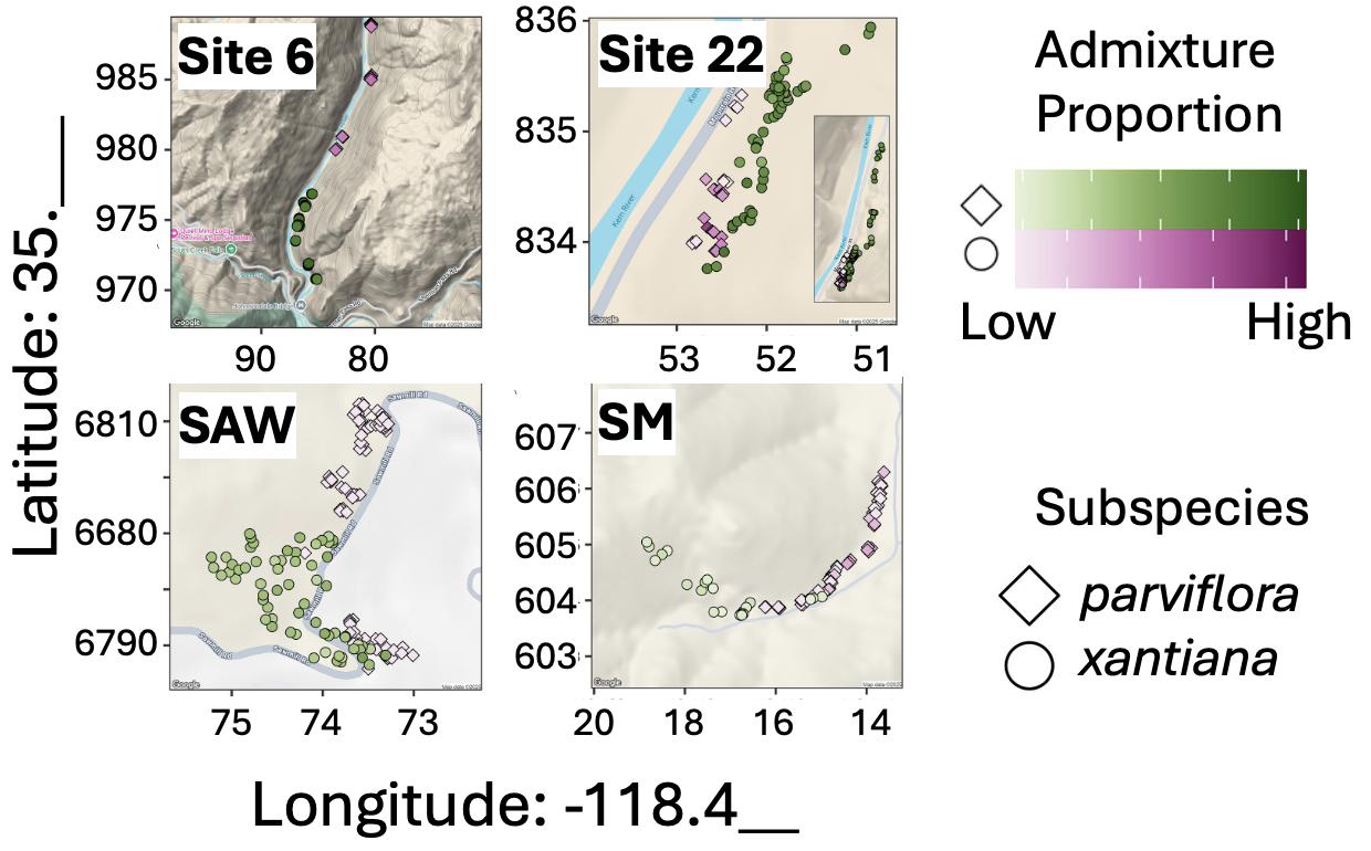 Maps of sampling locations for all Clarkia xantiana plants at Sites 6, 22, SAW, and SM. Each point represents an individual plant positioned by latitude and longitude. Diamonds indicate subspecies parviflora and circles indicate subspecies xantiana. Point color ranges from light to dark (green or purple), showing increasing admixture proportion. Plants cluster spatially within each site, with variation in both subspecies identity and admixture across locations.