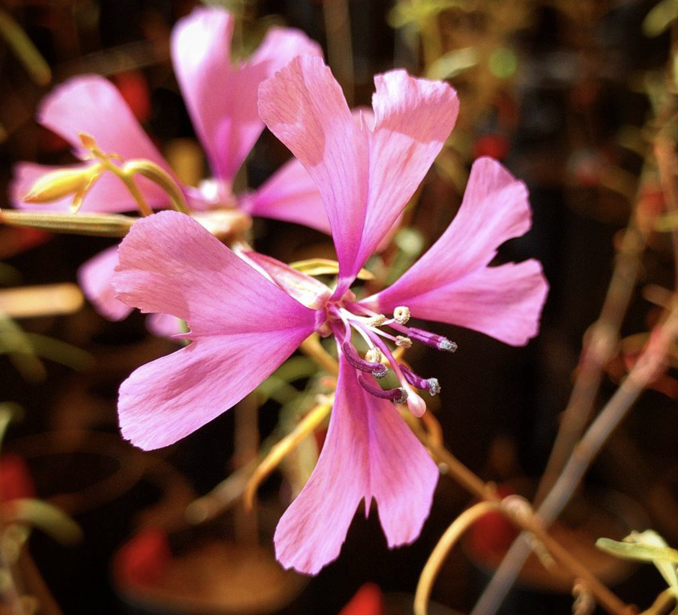 A close-up photograph of a vibrant pink *Clarkia xantiana* flower with delicate, deeply lobed petals. The petals have a soft gradient, fading from a rich pink at the center to a lighter shade towards the edges. The reproductive structures—dark purple stamens with pollen-covered anthers and a protruding stigma—are prominently visible. The background is softly blurred, showing additional flowers and green stems in what appears to be a greenhouse or controlled growth environment.