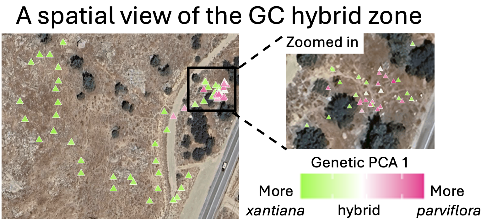 A google map of the GC hybrid zone. The left panel is a wide view showing dozens of small triangles (representing individuals) scattered across the landscape. The right panel is a zoomed in view of a dense cluster of these triangles.  While most of the plants are xantiana, the zoomed in region has many parviflora plants and hybrids.
