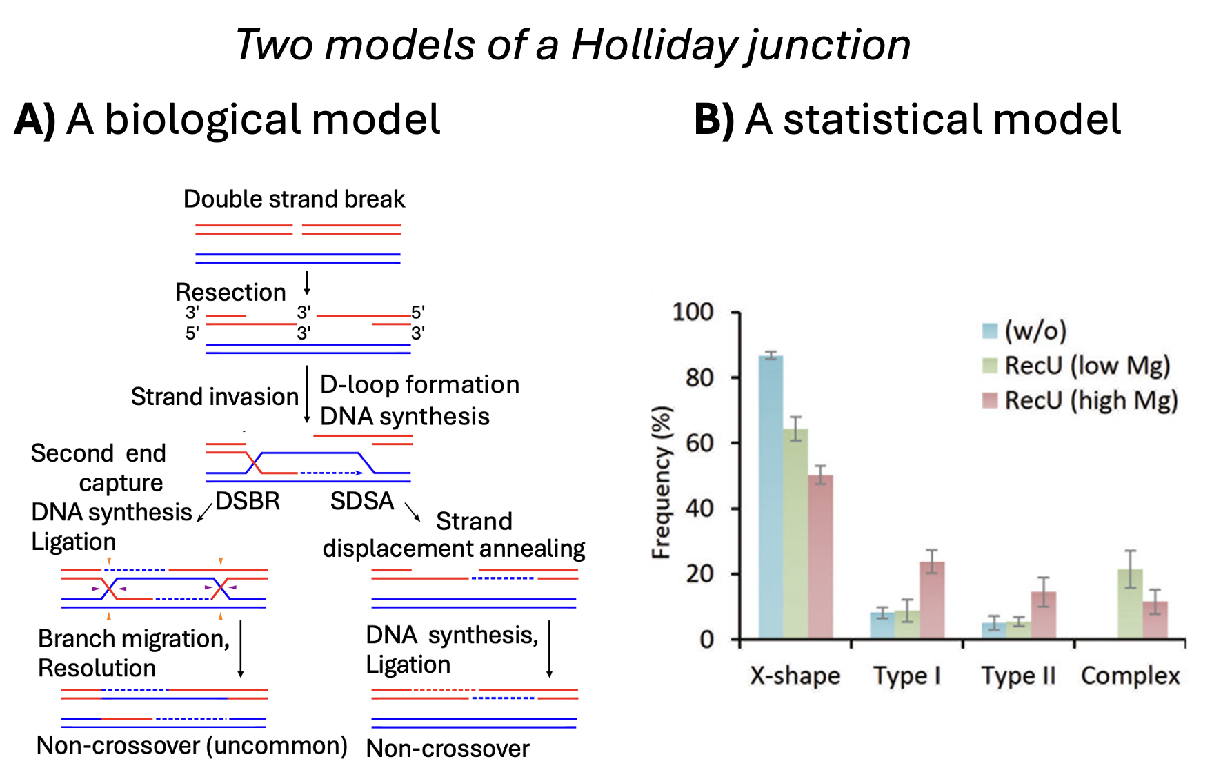 A two-panel figure. Panel A shows a diagram of double-strand break repair: broken DNA strands undergo resection, strand invasion, and DNA synthesis, leading to either double-strand break repair (DSBR) or synthesis-dependent strand annealing (SDSA) pathways, resulting in crossover or non-crossover products. Panel B is a bar graph showing frequencies of different DNA joint molecule types (X-shape, Type I, Type II, Complex) across three conditions (without RecU, RecU with low magnesium, and RecU with high magnesium). The X-shape structure is most common, with lower frequencies of other types.