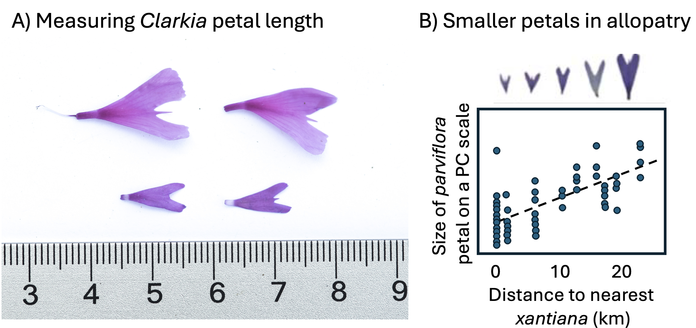A two-panel figure. Panel A shows two photographs demonstrating how petal size is measured with calipers or a ruler on flowers of Clarkia xantiana subspecies xantiana (top) and subspecies parviflora (bottom), illustrating that xantiana flowers are noticeably larger than parviflora flowers. Panel B is a scatterplot showing parviflora petal size on the y-axis against geographic distance to the nearest xantiana population on the x-axis, with a downward-sloping trend line indicating that parviflora petal size is smaller in populations located closer to xantiana (sympatric) and larger in populations located farther away (allopatric).