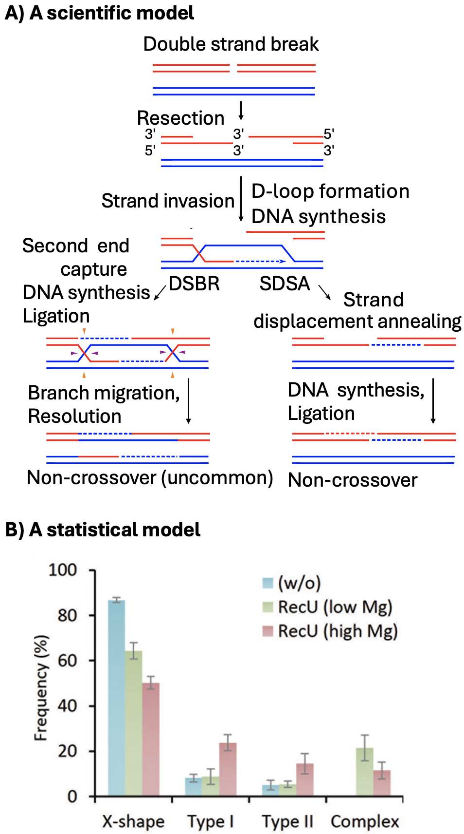 A two-panel figure. Panel A shows a diagram of double-strand break repair: broken DNA strands undergo resection, strand invasion, and DNA synthesis, leading to either double-strand break repair (DSBR) or synthesis-dependent strand annealing (SDSA) pathways, resulting in crossover or non-crossover products. Panel B is a bar graph showing frequencies of different DNA joint molecule types (X-shape, Type I, Type II, Complex) across three conditions (without RecU, RecU with low magnesium, and RecU with high magnesium). The X-shape structure is most common, with lower frequencies of other types.