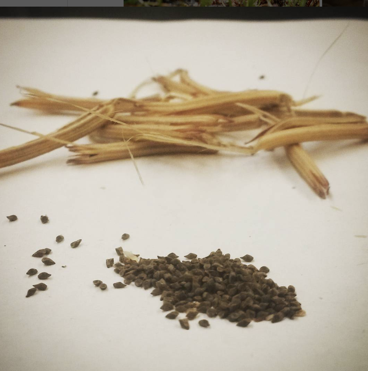 Photograph of Clarkia seeds and dried fruits on a white background. A pile of small, dark seeds is in the foreground, while several light brown, dried fruit pods are scattered behind them. The focus is on the seeds, with the fruits slightly blurred in the background.