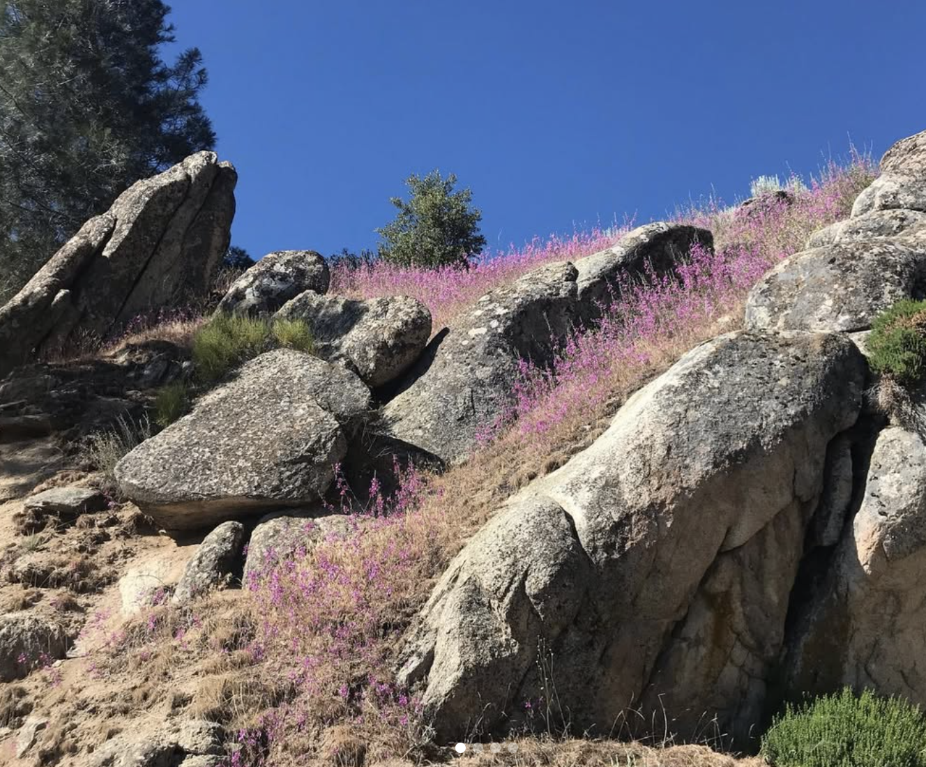 A nice picture of Clarkia's home.