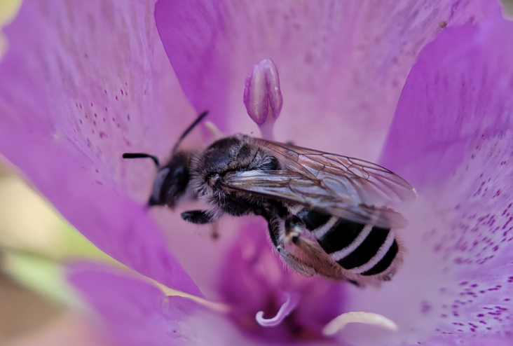 A close-up photograph of a *Clarkia* Evening Bee (*Hesperapis regularis*), a specialist bee species, visiting a *Clarkia* flower. The bee's black-and-white striped abdomen and translucent wings are prominently visible against the pink and purple petals of the flower.